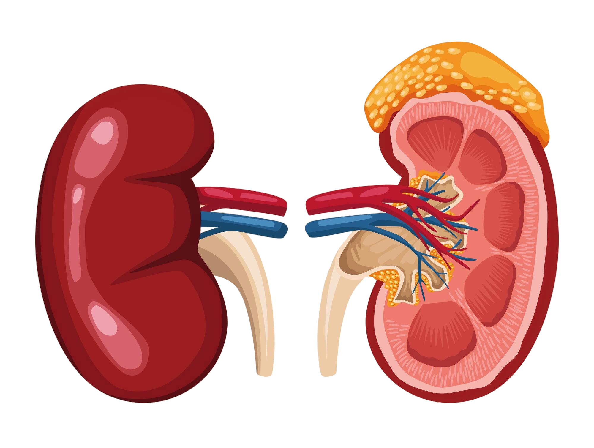 Fatma Sağlam | İç Hastalıkları, Endokrinoloji ve Metabolizma Hastalıkları Uzmanı Fatma Sağlam | İç Hastalıkları, Endokrinoloji ve Metabolizma Hastalıkları Uzmanı